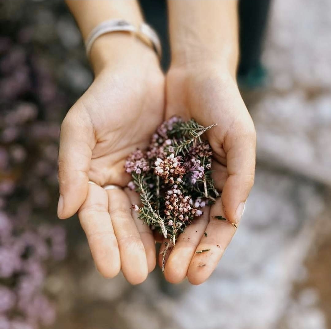 Picking of flowers for natural dyeing process