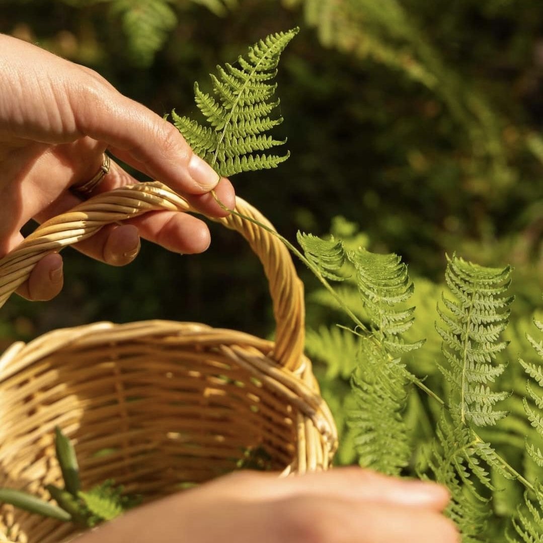 Picking of plants for natural dyeing process 